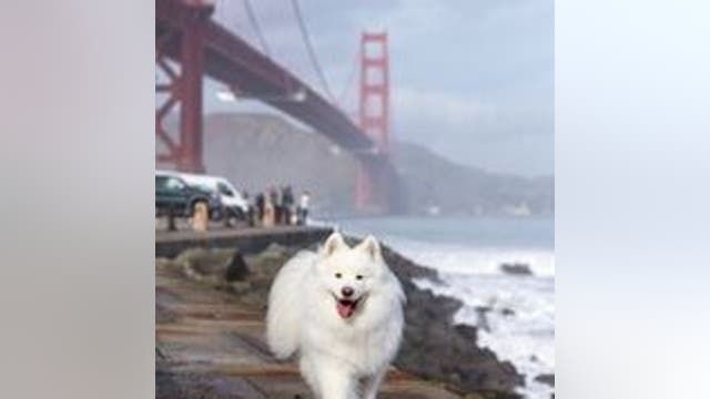 Dogs of Instagram: Popular SF dog on pace to bring in $84K in sponsorships