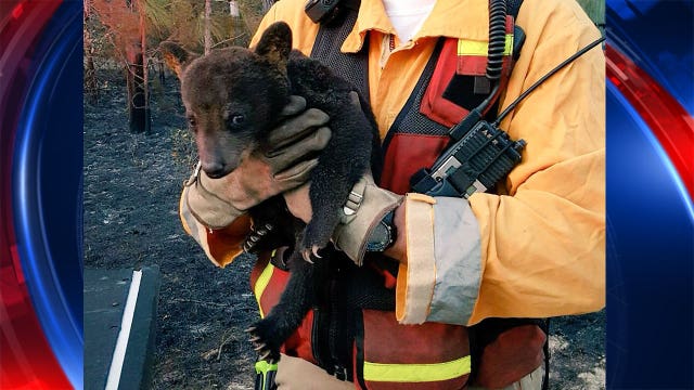 Bear cub rescued as residents return home after brush fire
