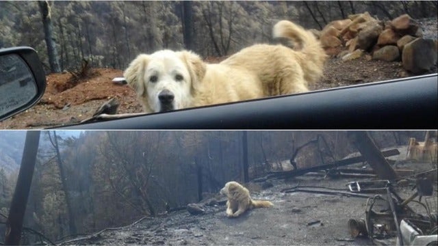 Dog survives Camp Fire, waits nearly a month on burned down Paradise lot for owners to return