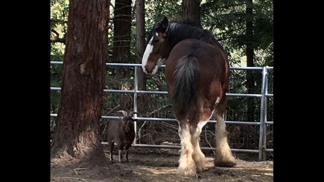 Goat helps Clydesdale escape in Santa Cruz