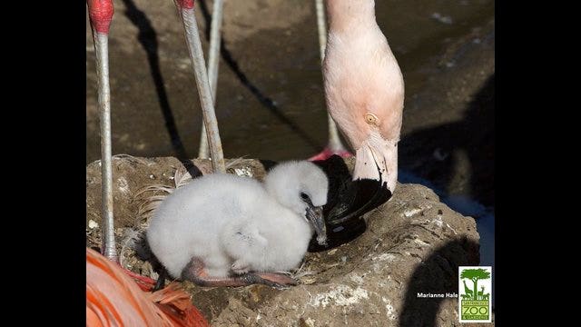 San Francisco Zoo welcomes new baby flamingos