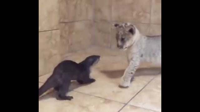 Lion, river otter form unlikely friendship