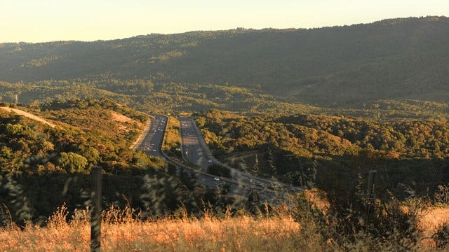Mountain Lion struck, killed by vehicle on Highway 280 in San Mateo County