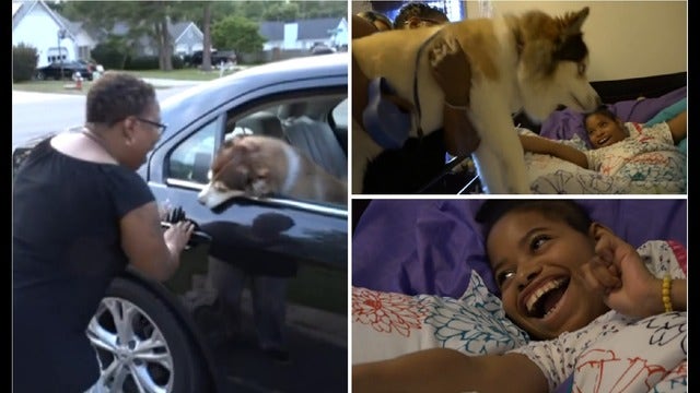 Missing service dog reunited to family, young girl with cerebral palsy (video)