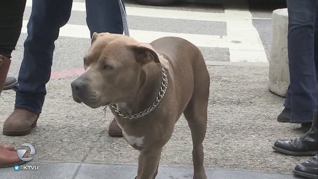 Service dog shot by police officer loses leg, charges against owner dropped