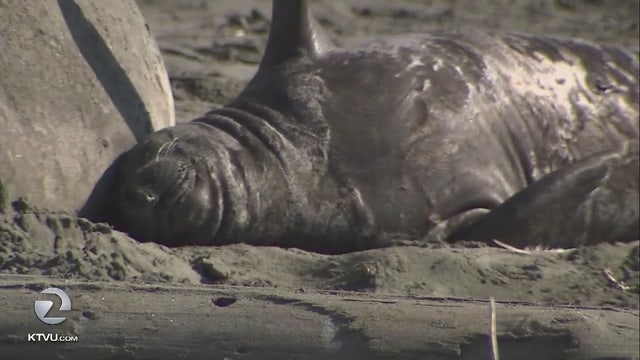 Beach taken over by elephant seals to reopen for viewing