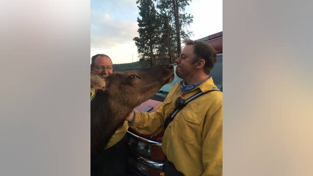 Orphaned elk nuzzles Washington firefighters