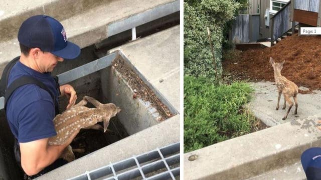 Oh deer! Two baby fawns get rescued from Bay Area storm drains in two days