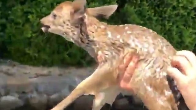 Pittsburg family rescues fawn while boating on Lake of the Pines, reunites it with its mother