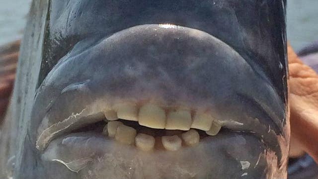 Fish shows off full mouth of teeth on social media