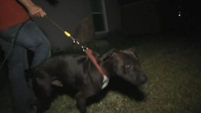 Dog catches suspect in Florida backyard