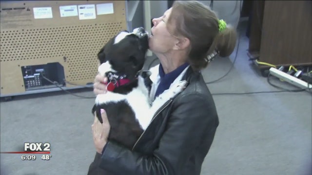 Florida dog turns up in Dearborn two years after going missing