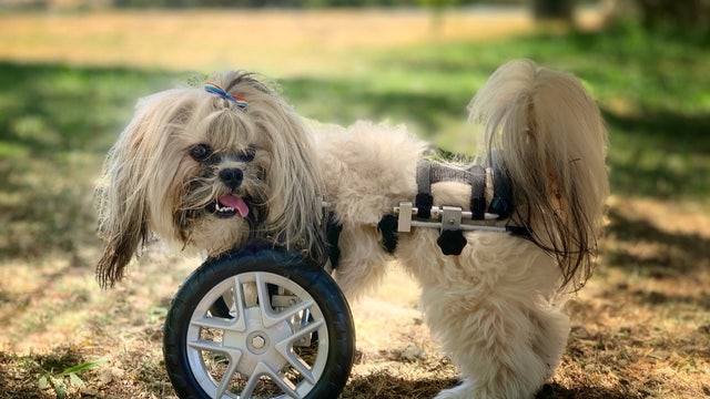 Dog with missing limbs seeks forever home with owner who has similar challenges