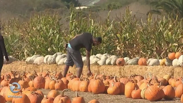 Pot could prove more profitable than pumpkins in Half Moon Bay