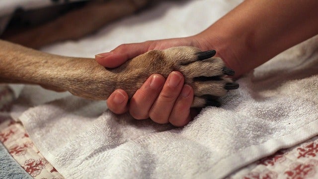 Healthy dog euthanized after dead owner leaves will asking for pet to be buried with her