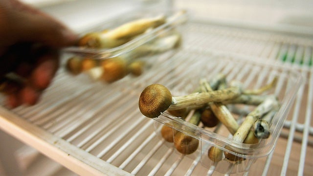 Denver, Colorado set to vote on decriminalizing 'magic mushrooms'