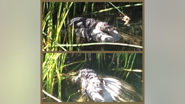 Authorities kill alligator in Alameda Creek