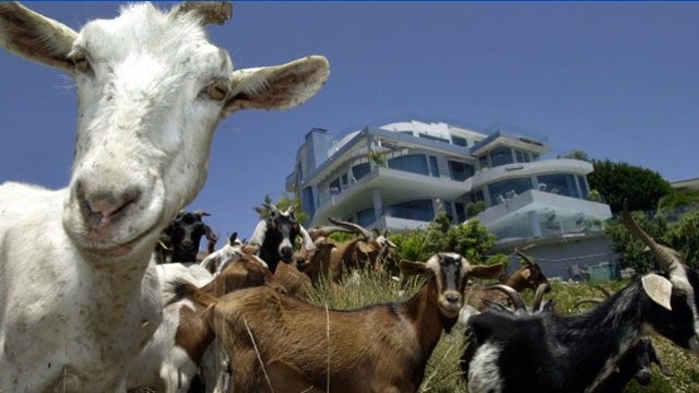 Northern California town launches 'Goat Fund Me' to prevent wildfires