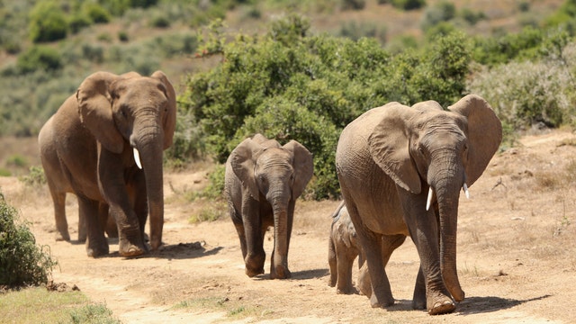 Trump to lift ban on importing elephant trophies from Africa