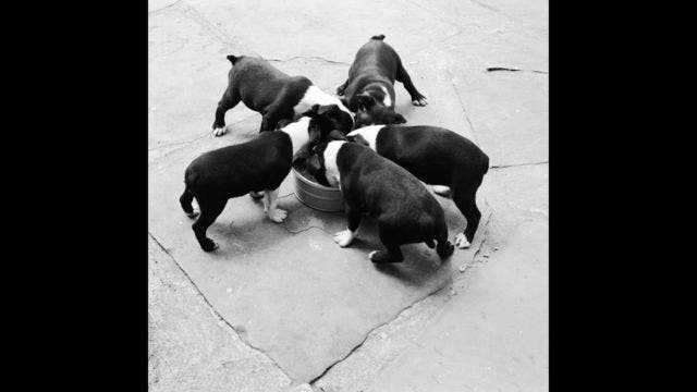 Dog food is withdrawn over concerns about euthanasia drug