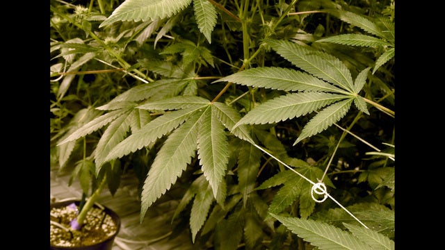 Medley of agencies tasked with enforcing California pot laws