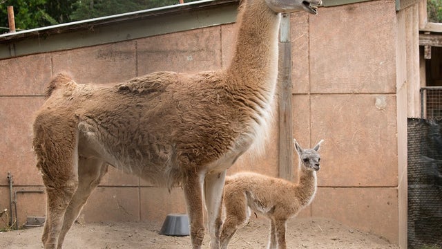 SF Zoo welcomes female baby guanaco to zoo family