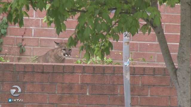 Hiking trails closed in Los Altos Hills due to uptick in mountain lion activity