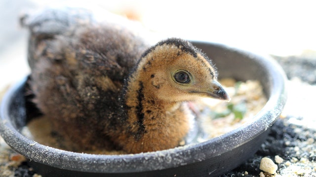 SF Zoo announces hatching of blue-throated piping guan chick