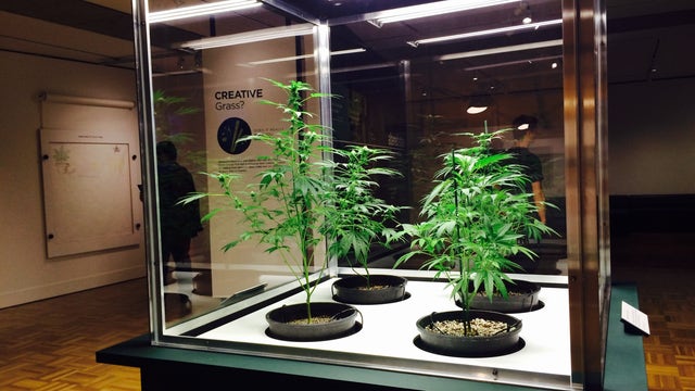 $4.20 for marijuana exhibit at OMCA on 4/20