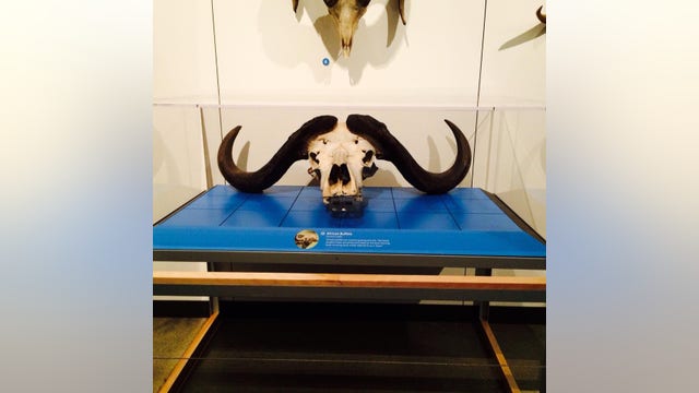 Skull collector Ray "Bones" Bandar dies at 90 in San Francisco