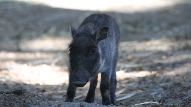 Baby warthogs born at Oakland Zoo