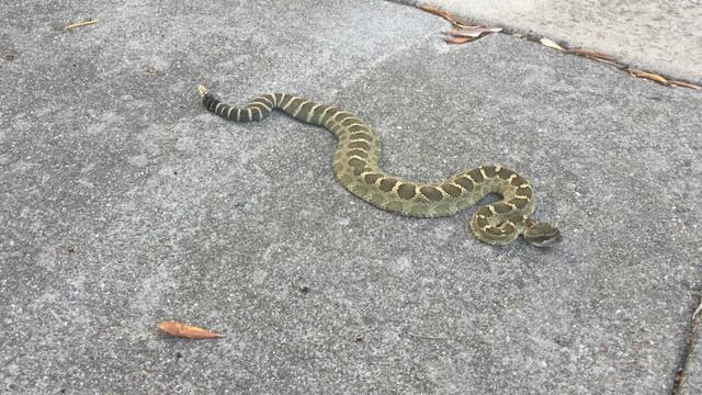 Rattlesnake spotted on residential Walnut Creek sidewalk