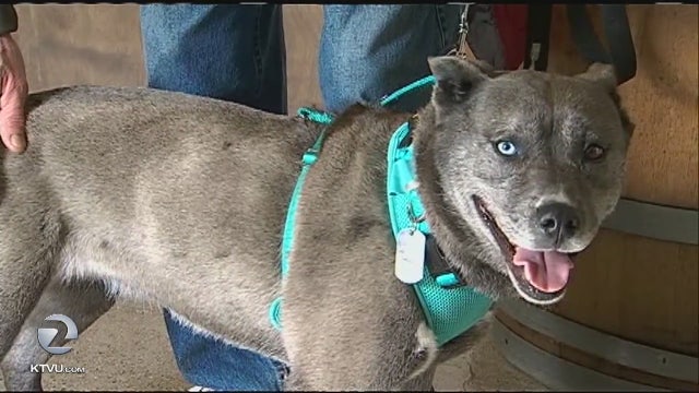 Dog survives 116 days on its own; reunites with family after Valley Fire