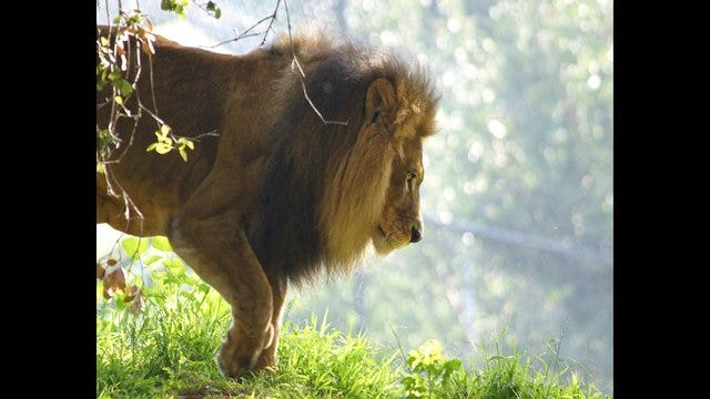 Eldest lion at Oakland Zoo dies at 19