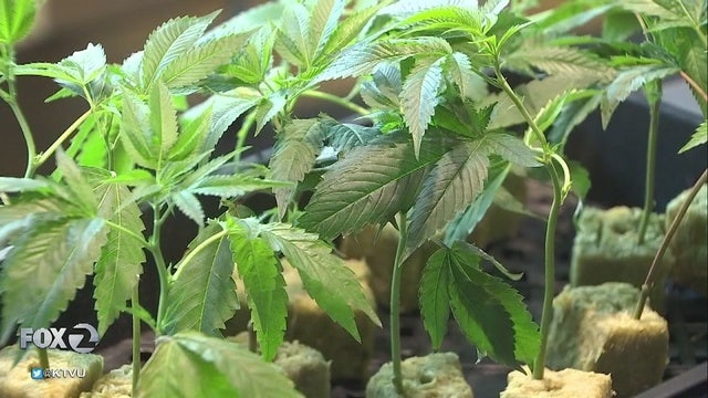 SF district attorney joins pilot program to automatically clear eligible marijuana convictions