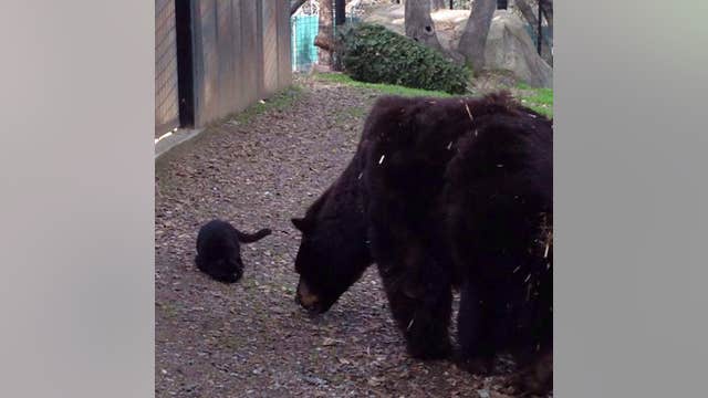 Feral cat and bear form unusual friendship