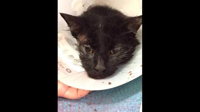 Livermore officers find cat shot with arrow