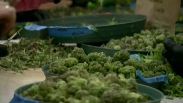 San Francisco's voter-approved marijuana business tax may raise $10M