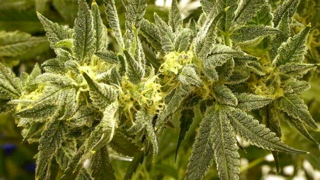 Moratorium on new medical cannabis dispesnaries approved in SF