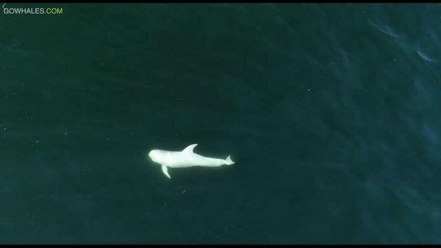Rare albino dolphin swims through Monterey Bay