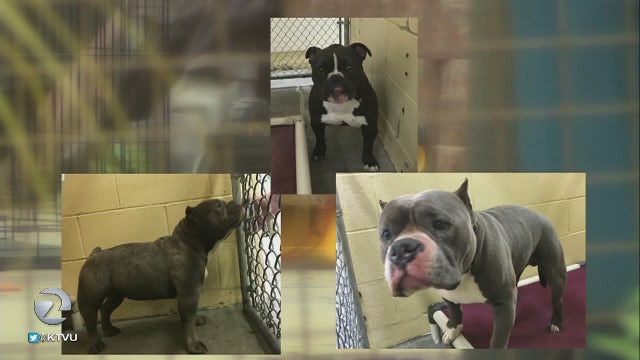 Mother and son, 3, attacked by pit bull terriers in Vallejo