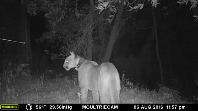 Surveillance video shows mountain lion leaping over fence