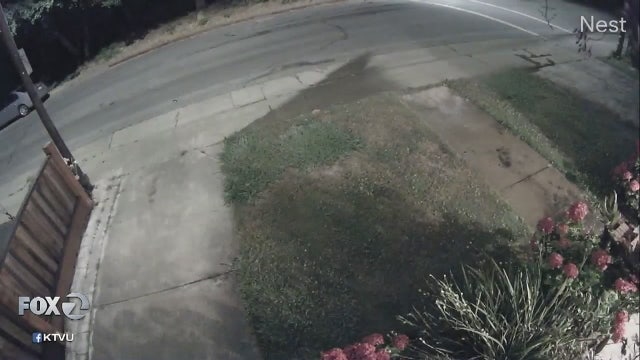 Mountain Lion caught on camera roaming San Mateo neighborhood