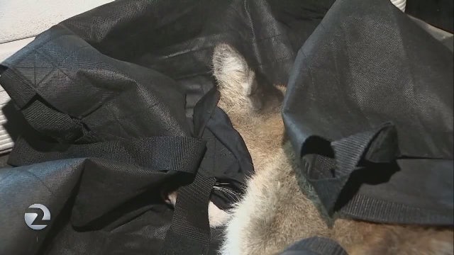 Mountain lion captured after 4 tranquilizer doses, will be re-released into wild