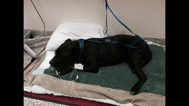 CHP trying to find owner of injured dog
