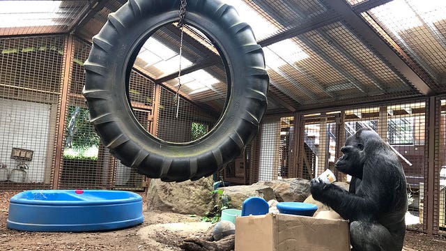 Fight over gorilla's future home headed to San Francisco court