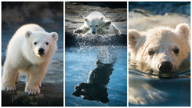 Nora the polar bear makes public debut