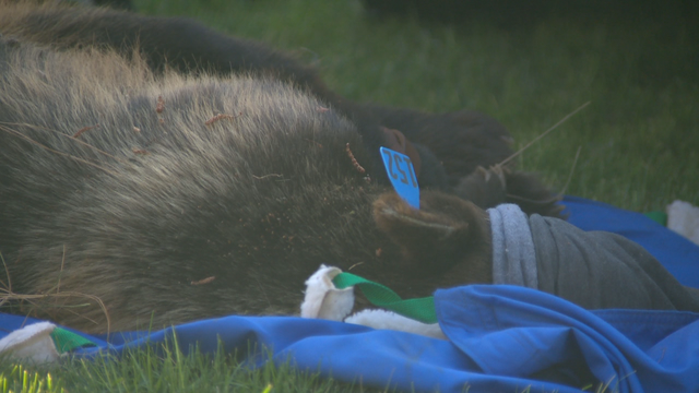 Wayward black bear wanders on to UC Davis campus