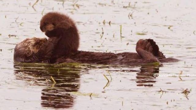 Sea otters rebound but struggle to regain historic range