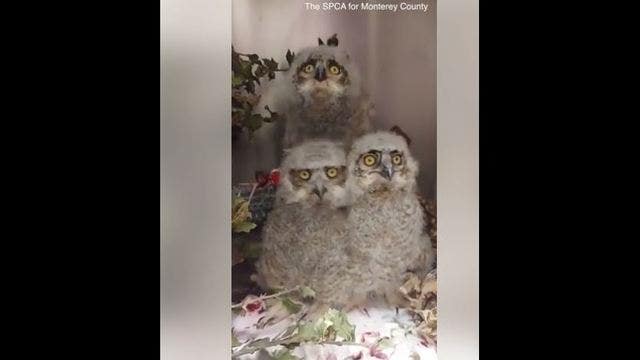 Baby owls recover after fall from Monterey County nest